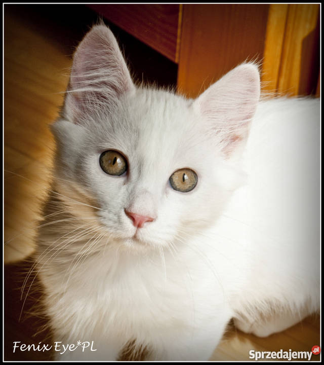 Turecki Van elitarna rasa Kraków