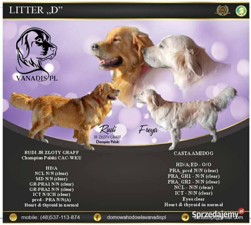 Szczenięta Golden retriever sprzedam