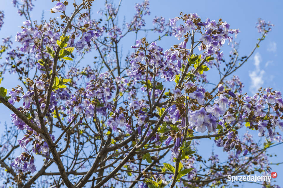 Paulownia sadzonki x2 Cesarskie drzewko Super podkarpackie Przemyśl