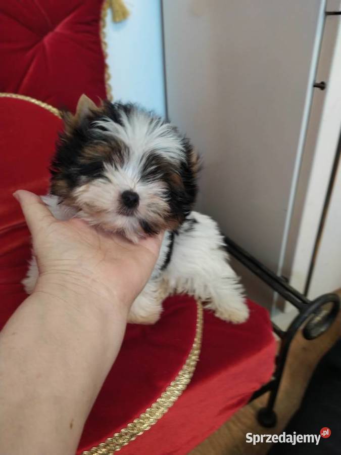Mini samczyk Leo Biewer Yorkshire terrier do 150 York Orzesze sprzedam