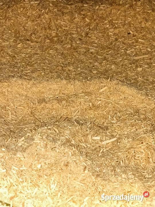 Młynek bijakowy 22 kW Wejherowo