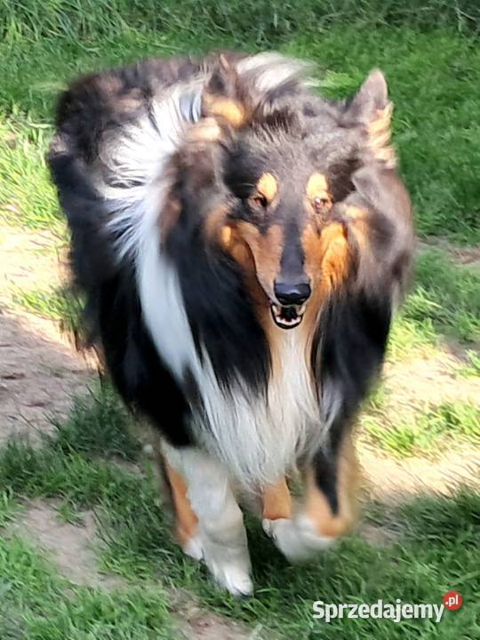 Owczarek szkocki Collie długowłosy szczeniaczki Owczarek Bełchatów