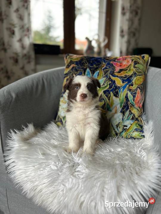 Border Collie szczeniak pomorskie Tczew