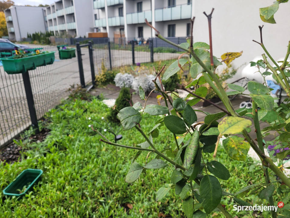 Na sprzedaż kawalerka zachodniopomorskie Goleniów sprzedam