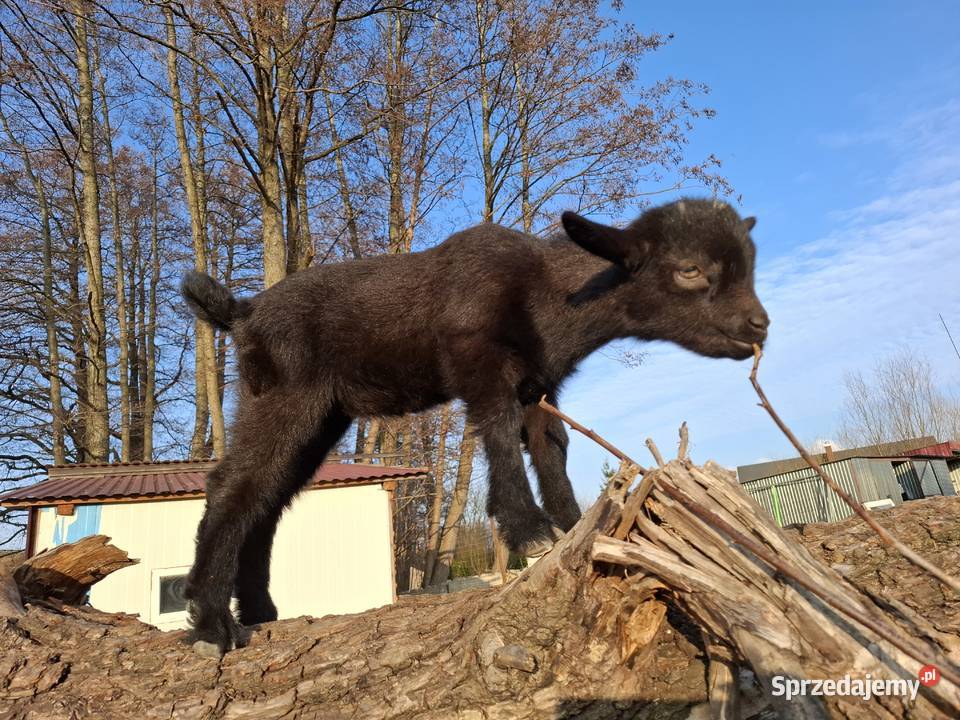Minikozioł i młode Gorzebądz