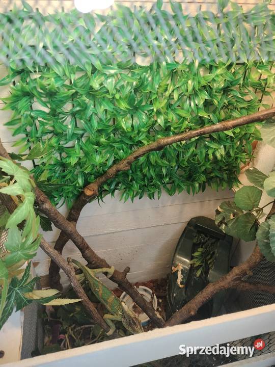 Sprzedam dwa kameleony śląskie