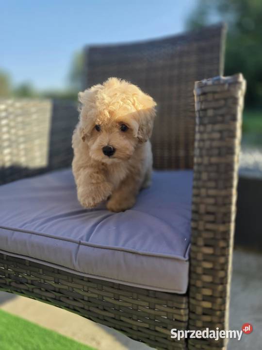 Maltipoo F1 już gotowe Świeca sprzedam