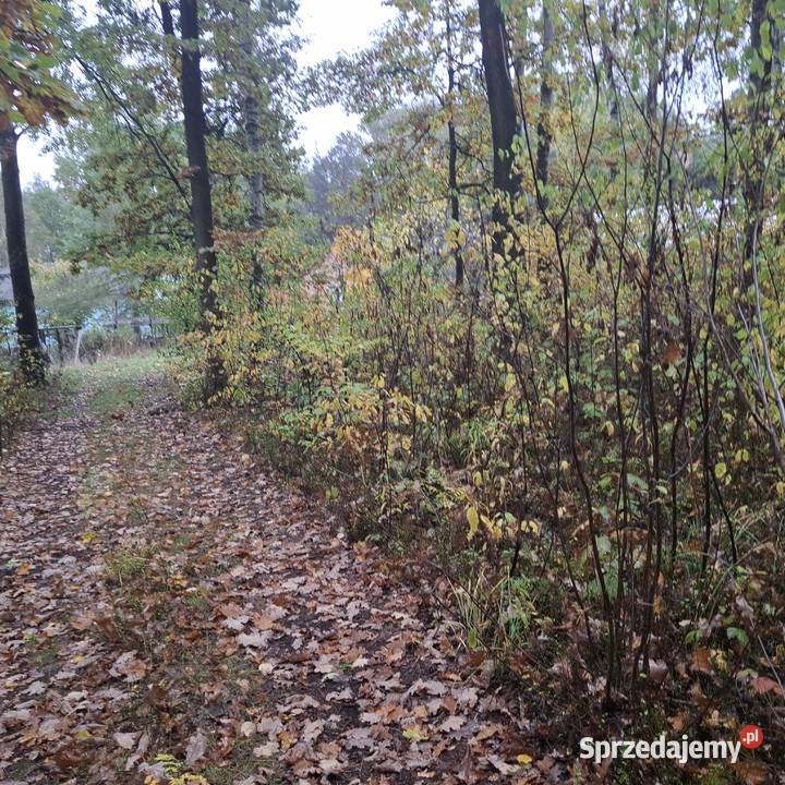 Syndyk sprzeda nieruchomość gruntową zabudowaną Syndyk sprzeda Teresław