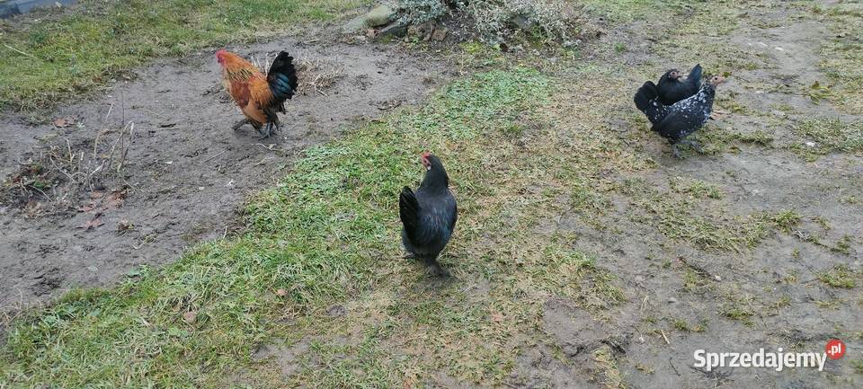 Kury karzełki liliputki Tokarówka