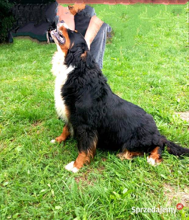 Berneński Pies Pasterski Radom