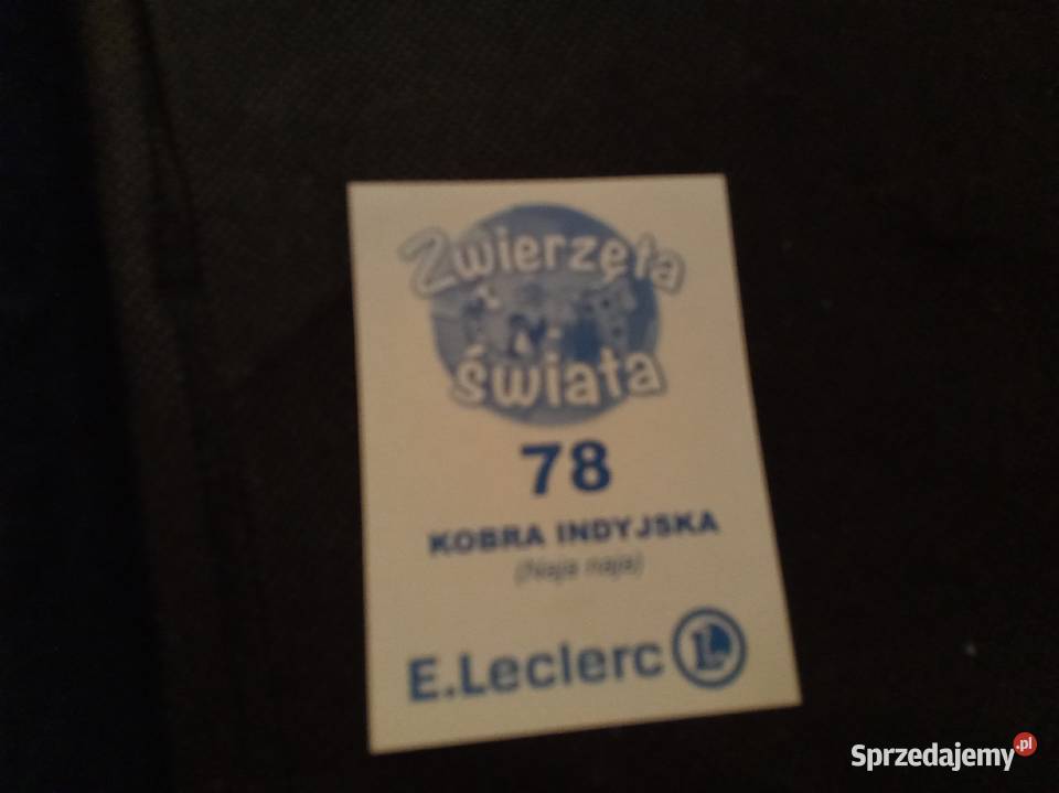 Naklejka sensoryczna zwierzęta świata kobra sprzedam