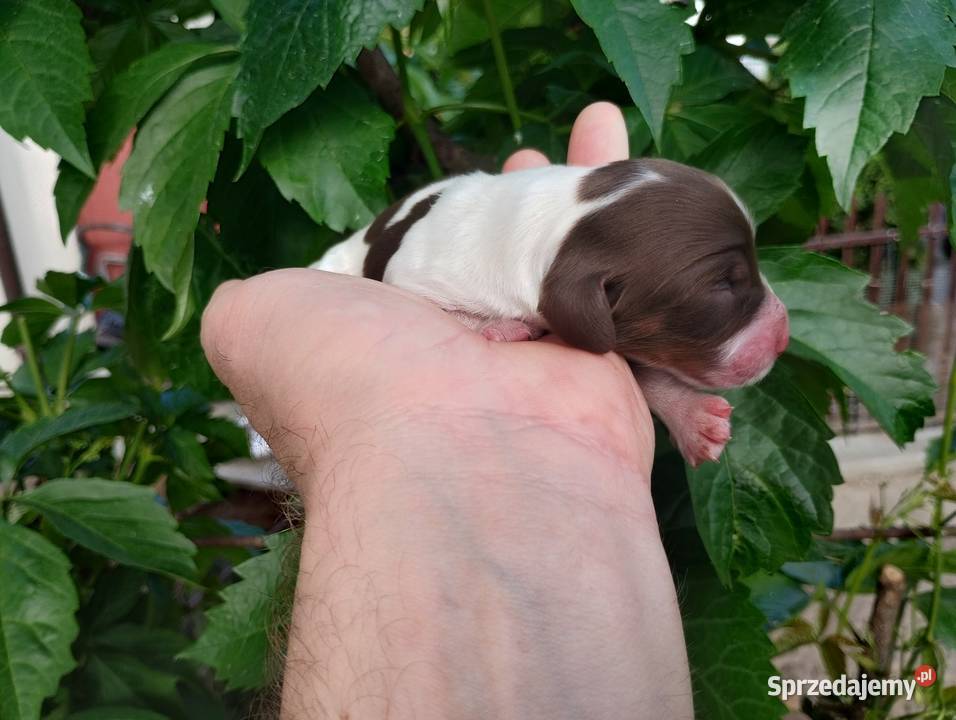 Jamnik długowłosy Piebald Choco Czekoladowy