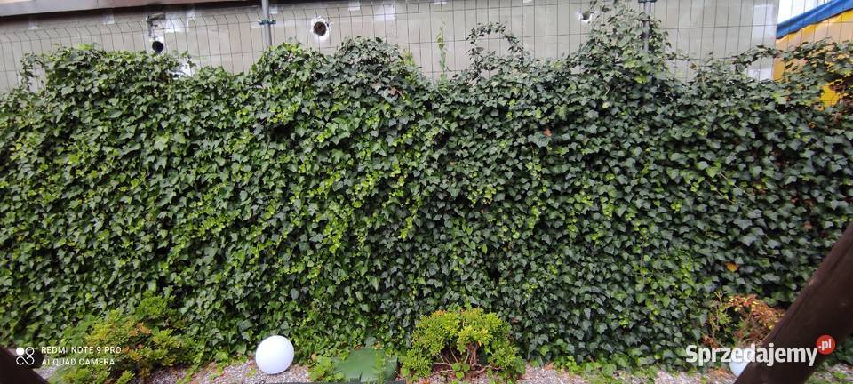 Duże bluszcze HEDERA helix mazowieckie Jasieniec