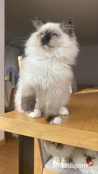 Kocurek ragdoll gotowy do odbioru FPL kastrat Katowice