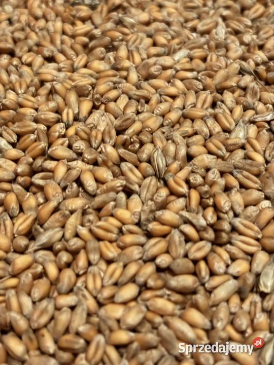 Pszenica ozima 2025 Ładna Snopków