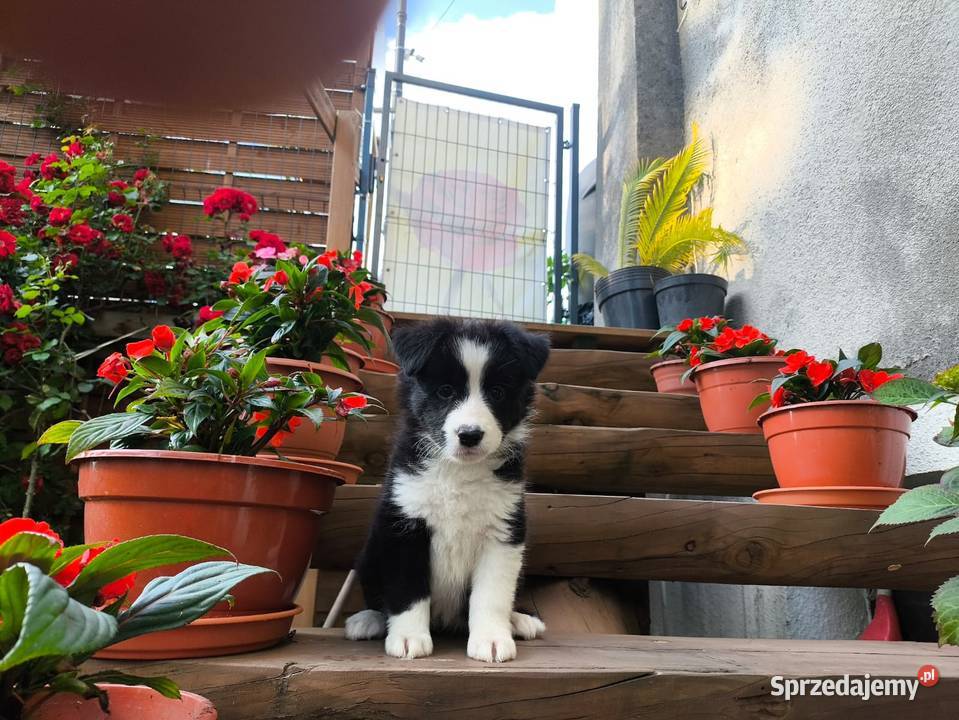 Suczka Border collie czarnobiała z rodowodem z Rymanów