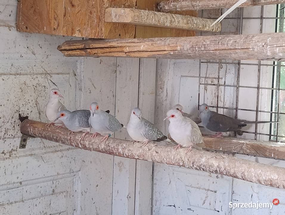 Gołąbki diamentowe Blachownia