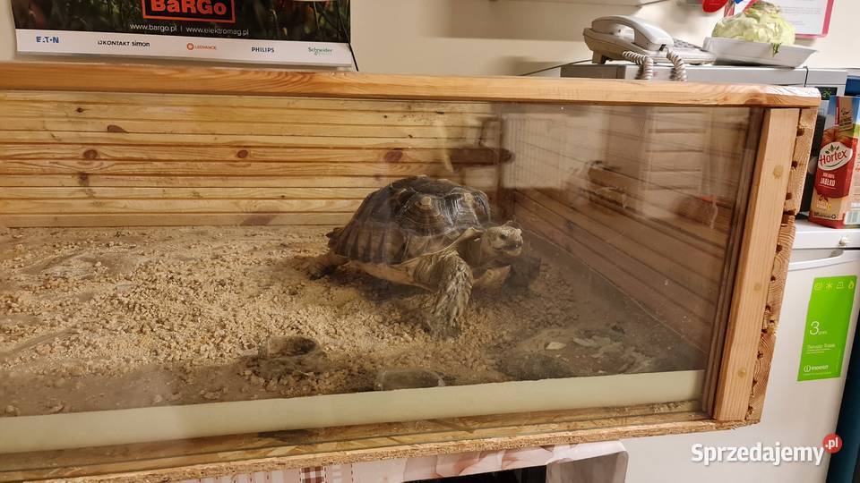 Żółw pustynny Warszawa sprzedam