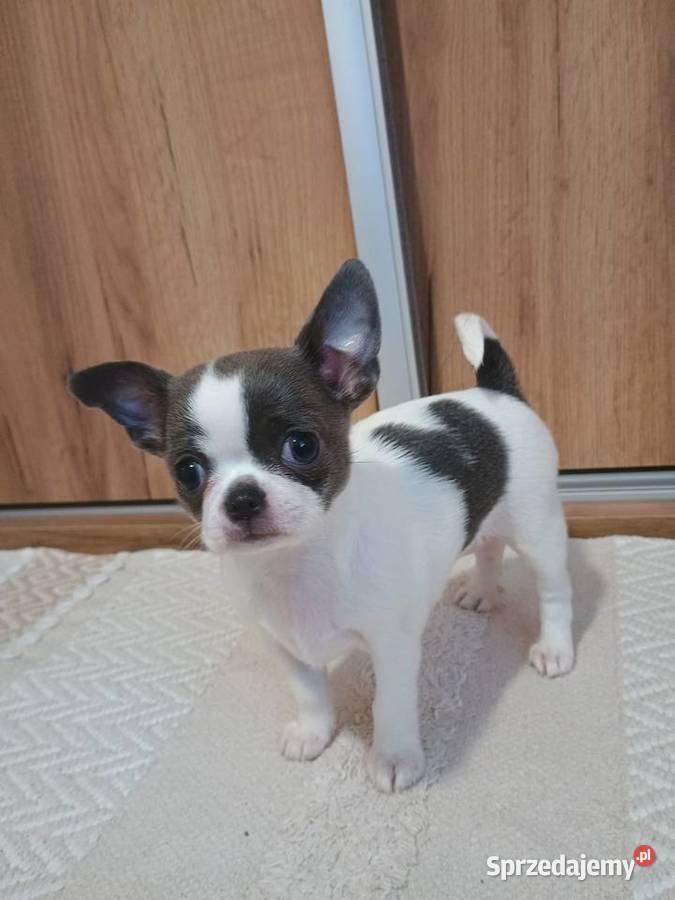 Chihuahua dziewczynka piękna Kleszczów