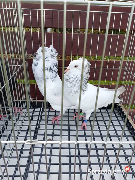 Gołębie ozdobne dolnośląskie Wierzbice