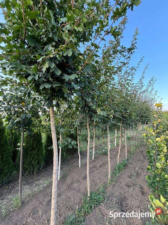 Klon polny Acer campestre obwód 9 16 wysokość Sompolno