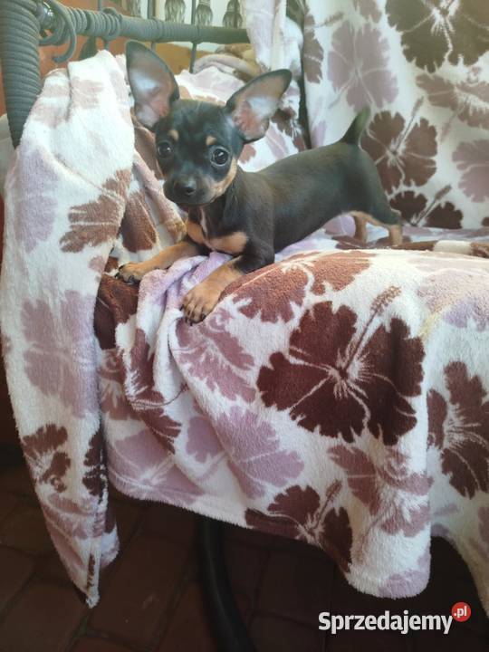 Szczeniak pinczer suczka Płońsk