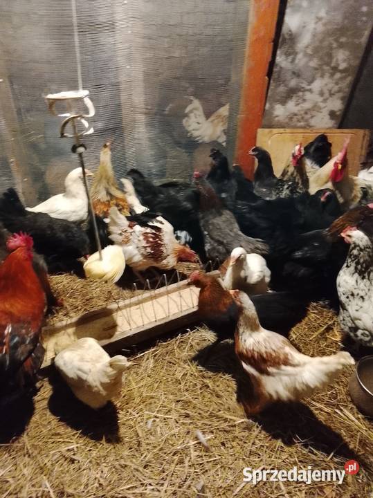 Młode kurki nioski sprzedam