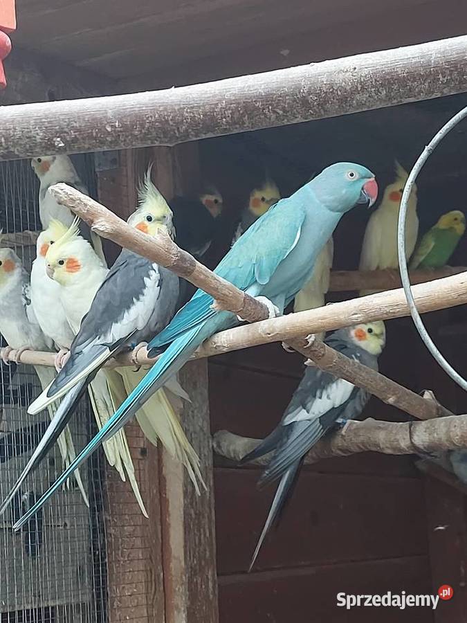 Aleksandretta Bogdaniec