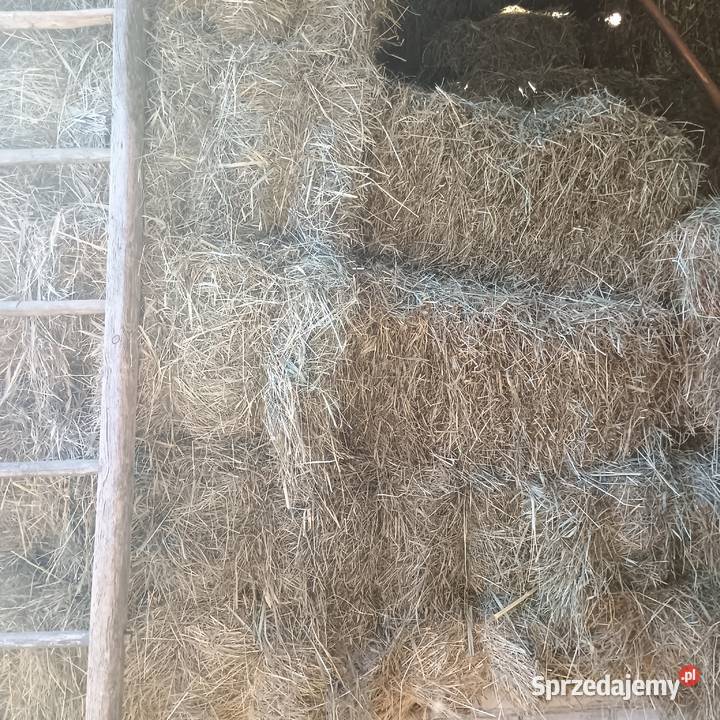 Żytopszenica pszenżyto owies siano Kowala