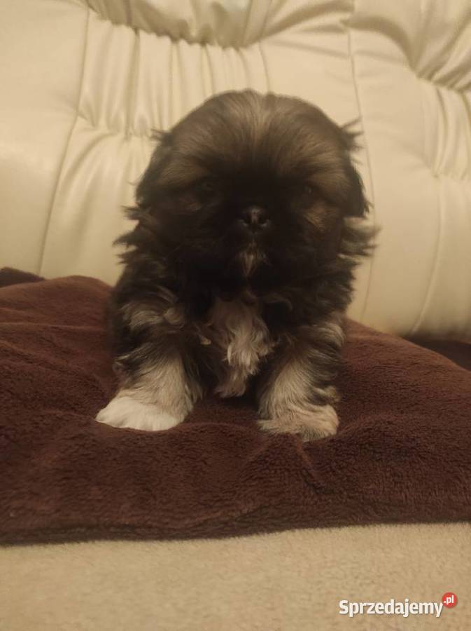 Śliczne Pekińczyki świętokrzyskie Baranów