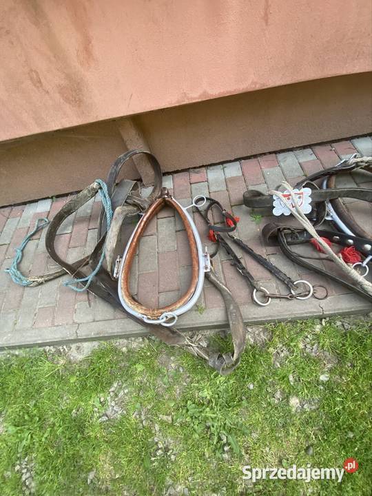 sprzedam homonty konia Urzejowice