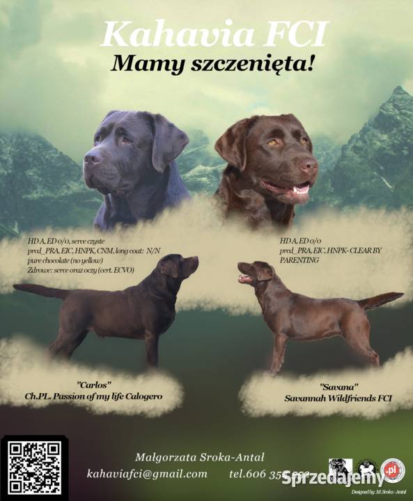 Labrador Retriever ZKwPFCI czekoladowe Szczawin