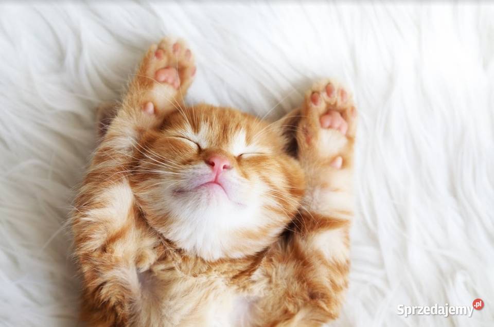 Opieka Kotem opiekunka pet sitter Warszawa