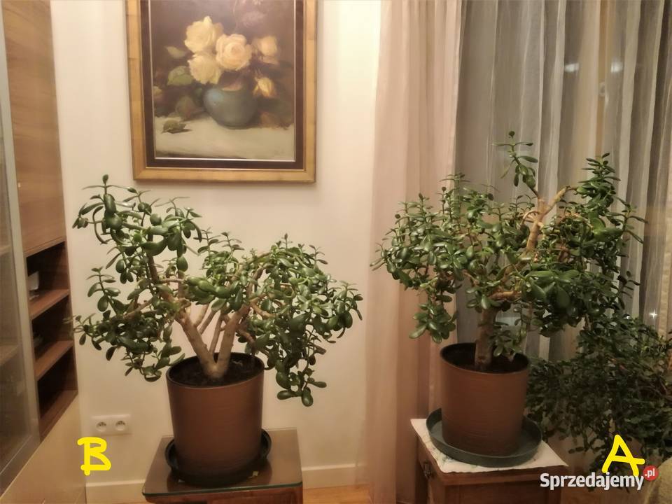 Drzewko szczęścia grubosz piękne 30letnie Rośliny mazowieckie Warszawa