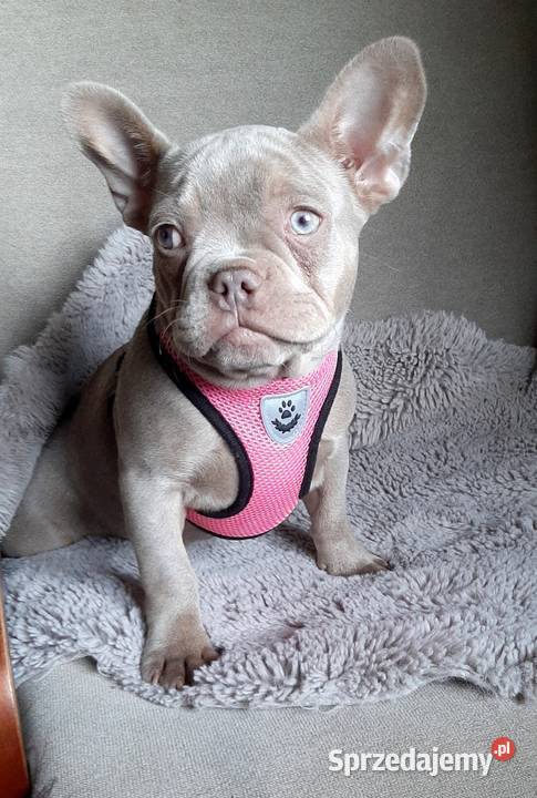 Buldg francuski suczka Pabianice