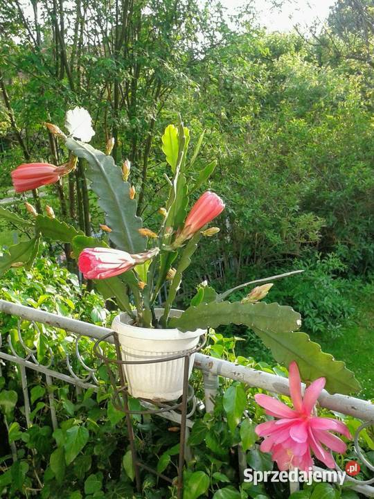 Epifilium Epiphyllum sukulent łódzkie Skierniewice sprzedam