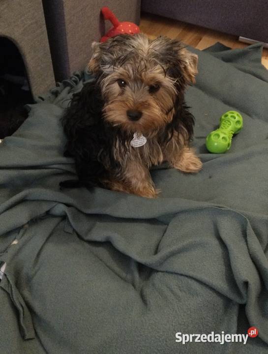 Yorki 4 miesięczne odchowane pieski Wrocław