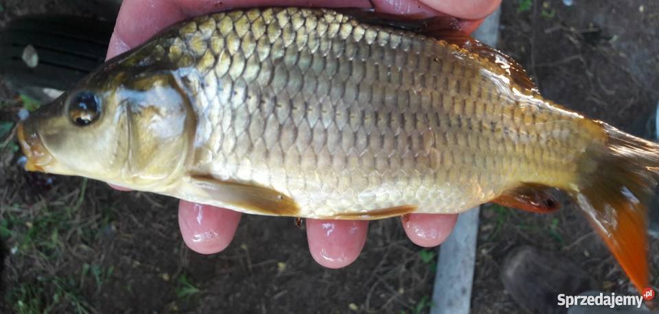 Karp sazan pełnołuski narybek Soboń