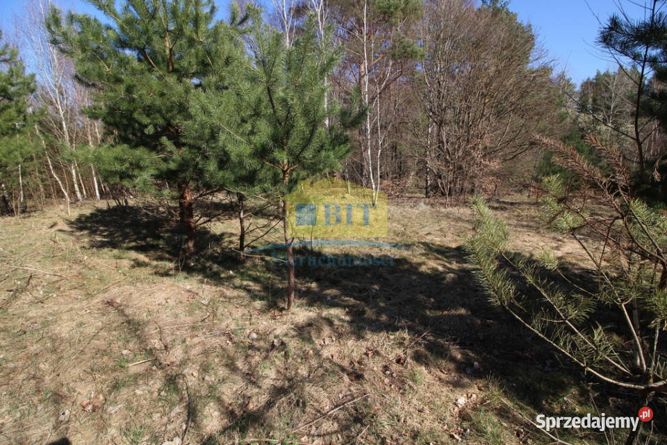 Działka 3002m2 w pięknym miejscu Dąbrowica sprzedam