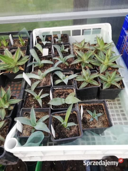 Agave agawa yucca canna kanna komplet Rokietnica sprzedam