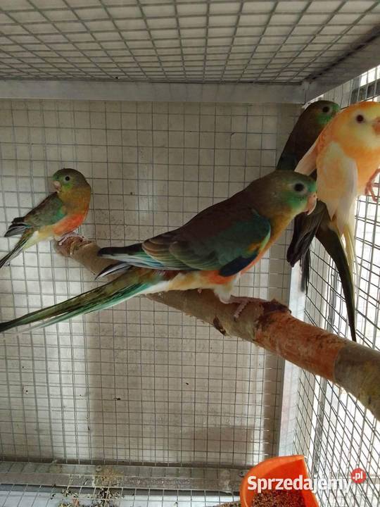 Papugi rozelle białolice Ptaki