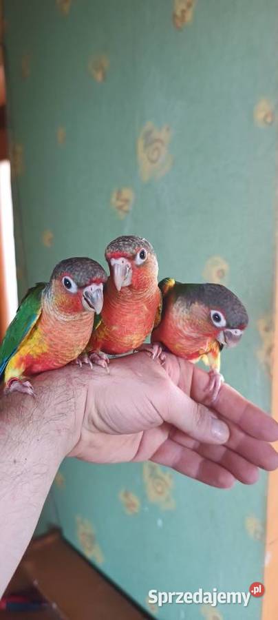 Ręcznie karmione rudosterki