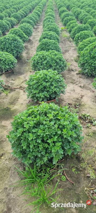 chryzantemy producent Rolnictwo Niepołomice