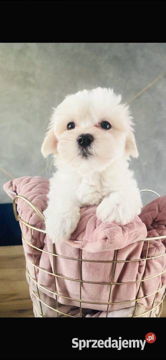 Śliczna suczka odbiór 0312 Wągrowiec