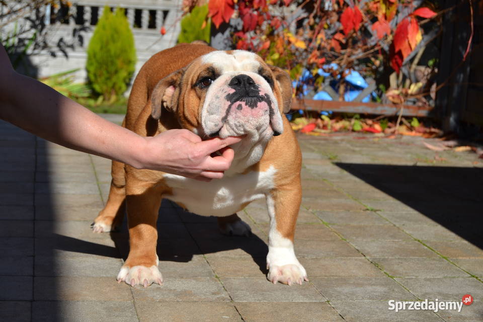 Buldog angielski FCI samiec Buldog Kielce