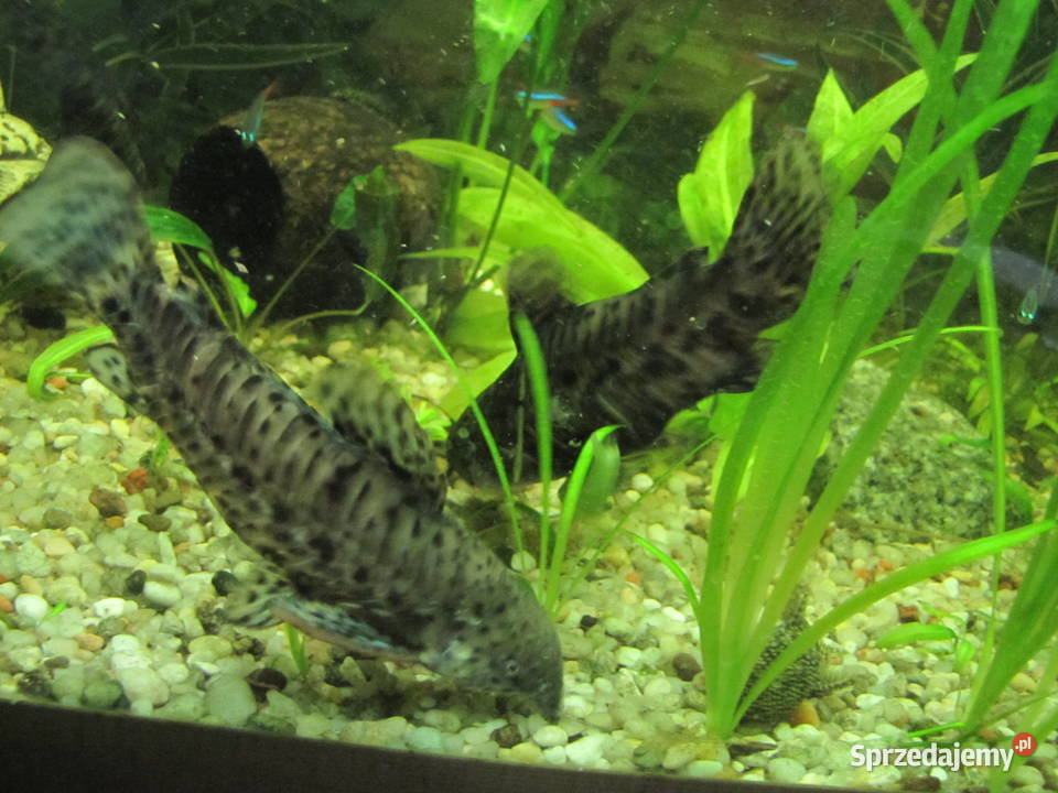 Kiryśniki czarnoplame sumy Toruń