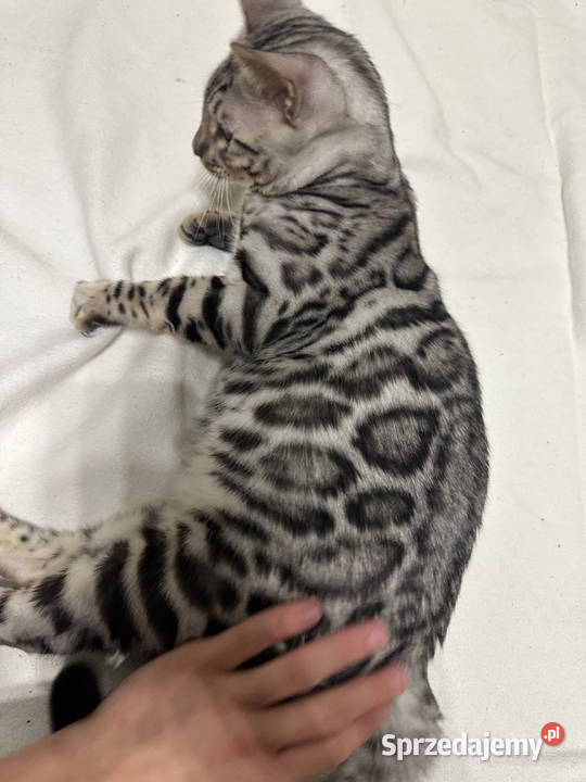 Bengal Blanco 5 miesięczny kocur Silver Spotted Warszawa