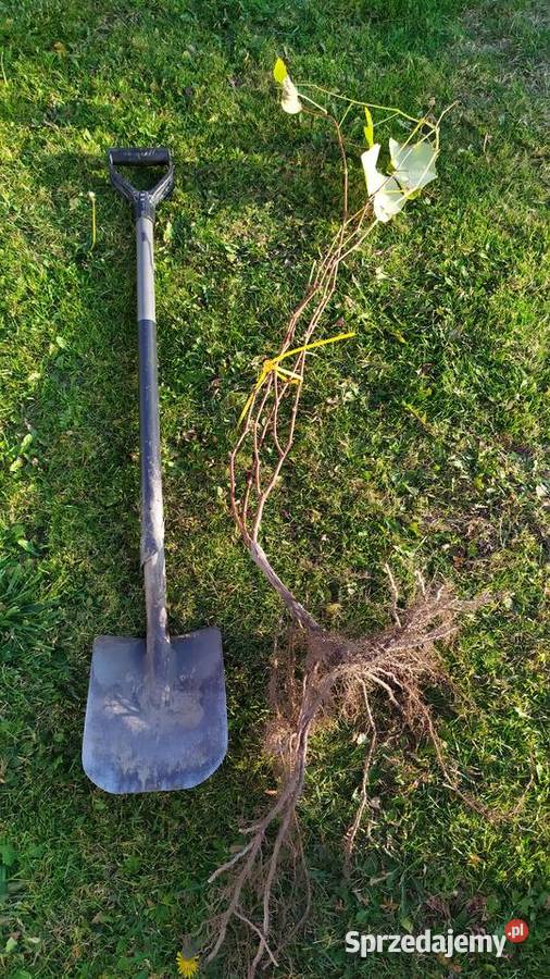 Sprzedam Sadzonki Winogrona Odmiany Swedson Red Chynów