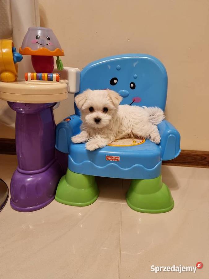 Szczeniaki szczenięta maltańczyki maltańczyk Iława sprzedam