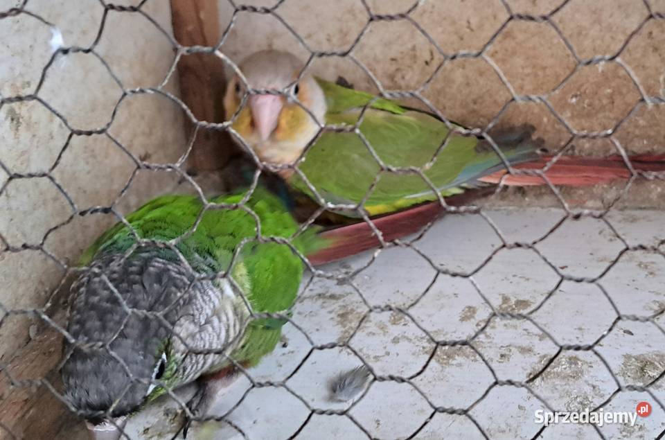 Sprzedam papugi rudosterki Turek